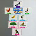Educational cards with bird illustrations and names on a gray background
