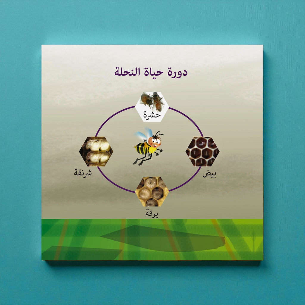 Educational poster about the life cycle of a bee with Arabic text on a blue background