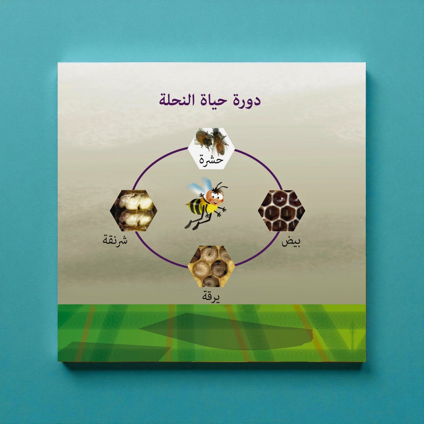 Educational poster about the life cycle of a bee with Arabic text on a blue background